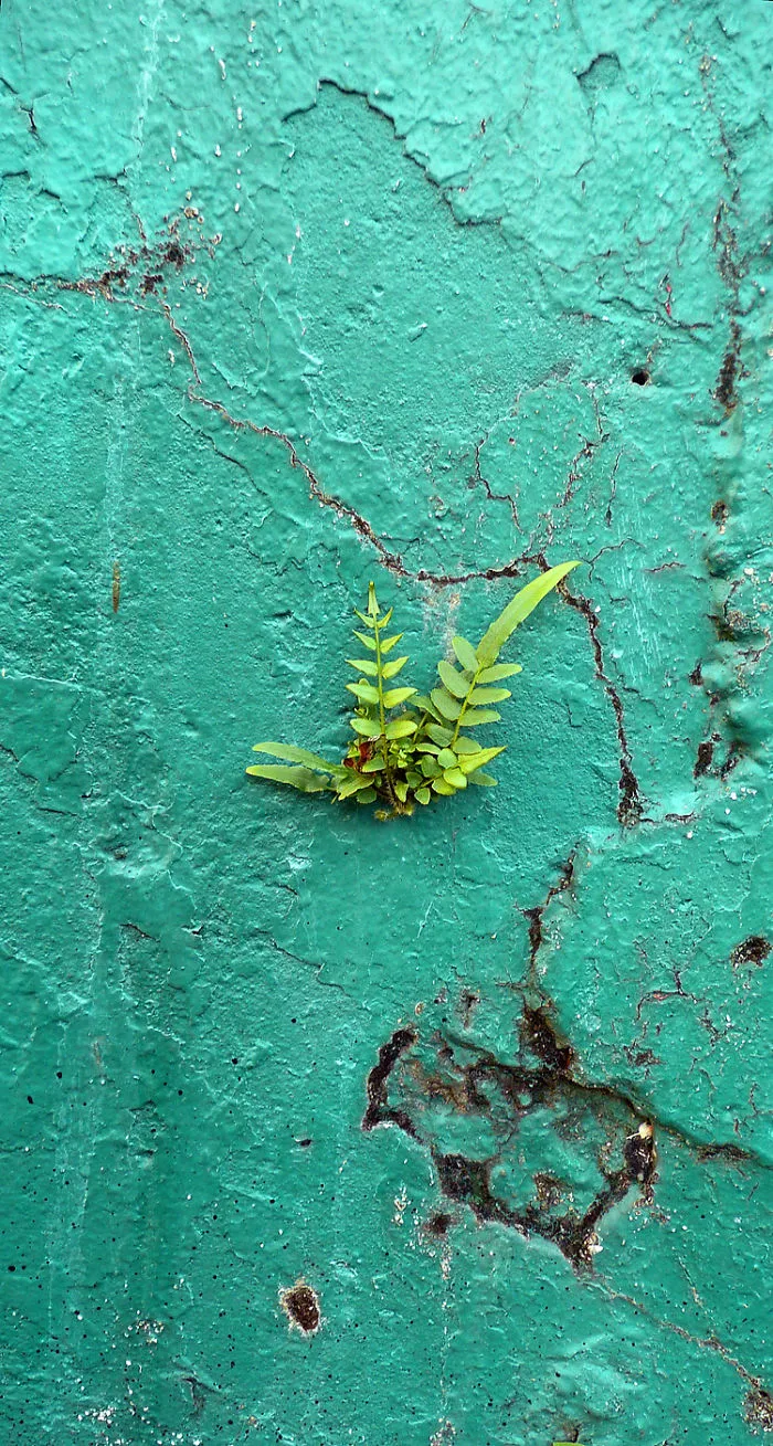 Green Wall