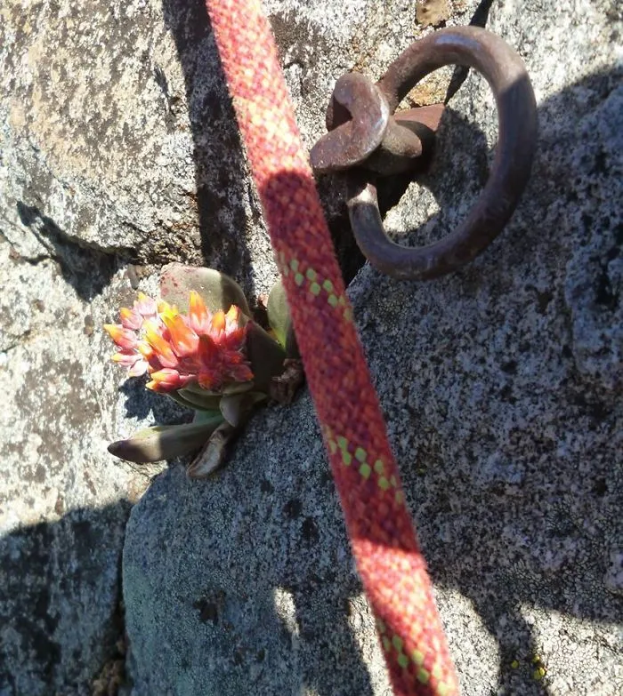 Climber Flower