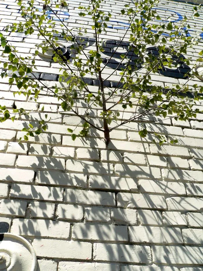 Birch Tree In The Wall