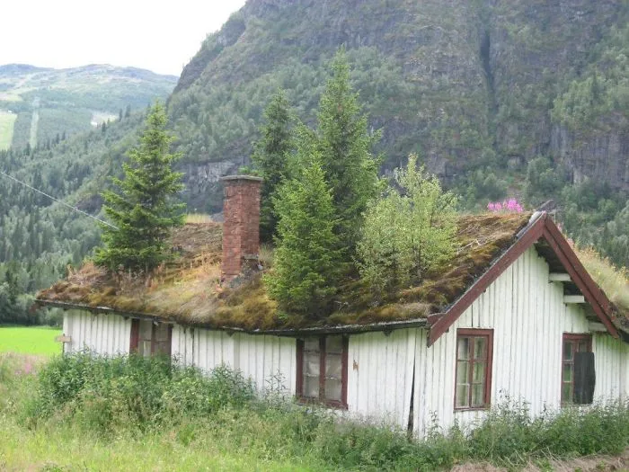 Trees