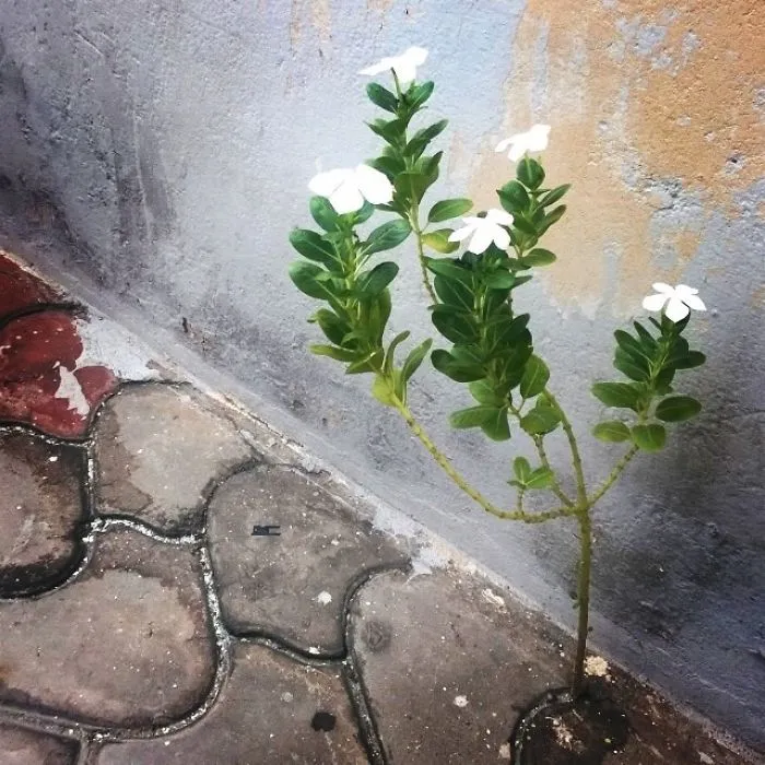 Life Finds A Way!