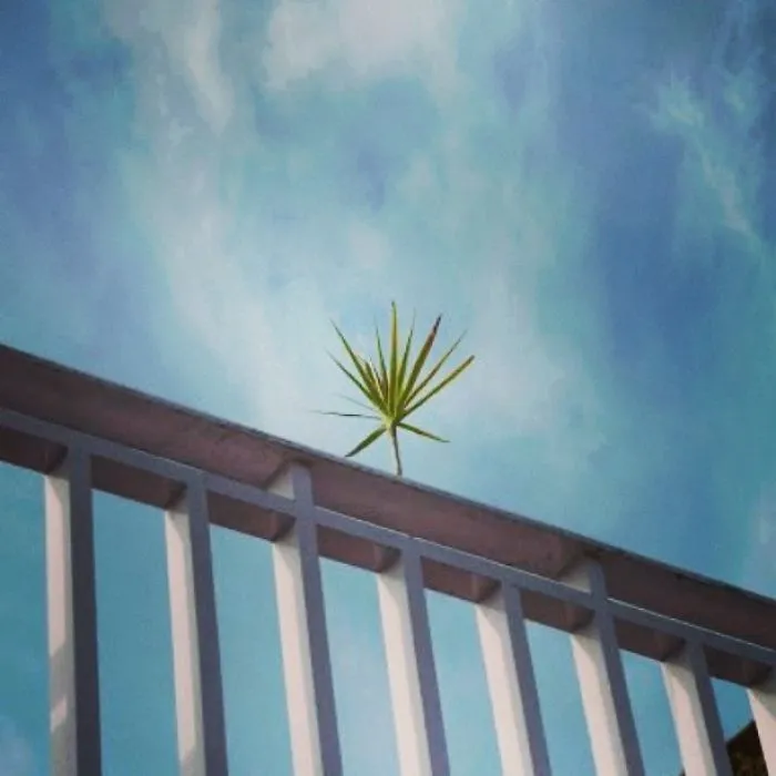 Reaching The Sky