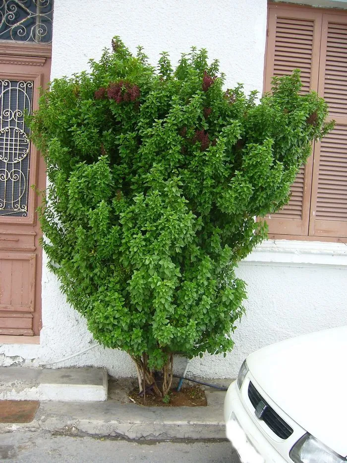 Giant Basil In Minimal Soil