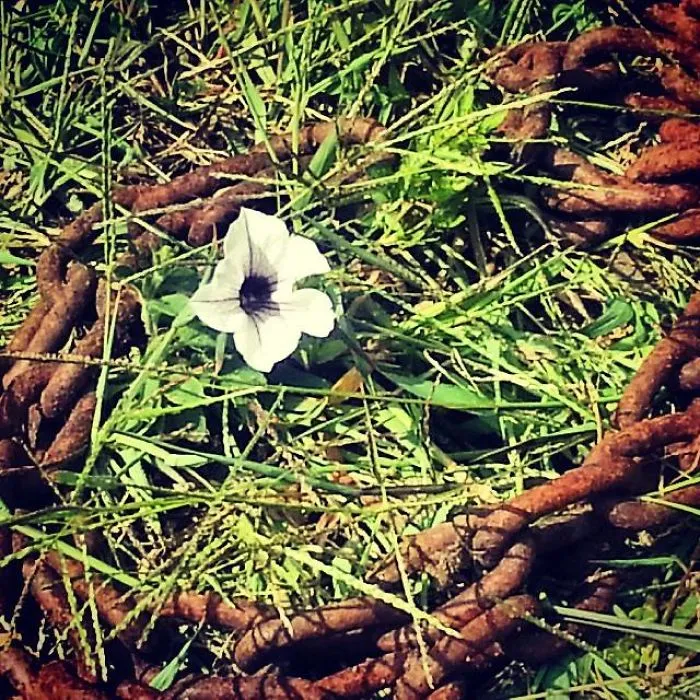 Self Sown Petunia In A Rusty Chain, On The Grounds Of A Vegan Restaurant In Connecticut.