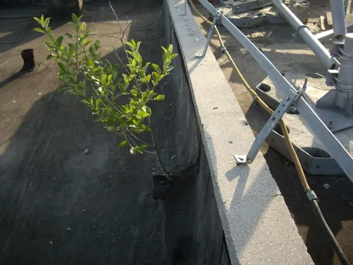 Rooftop Tree