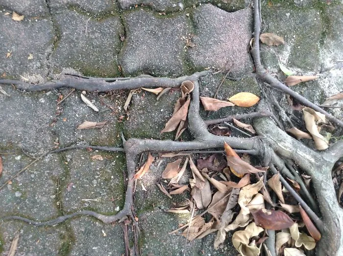 Roots