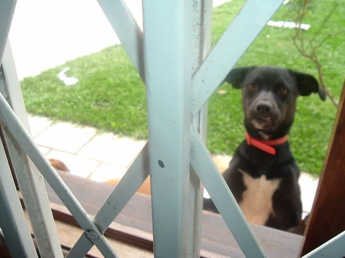 Peeping Tom