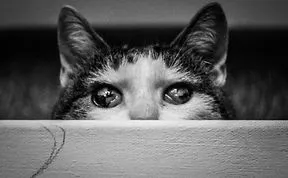 Share Classy Black And White Pictures Of Cats