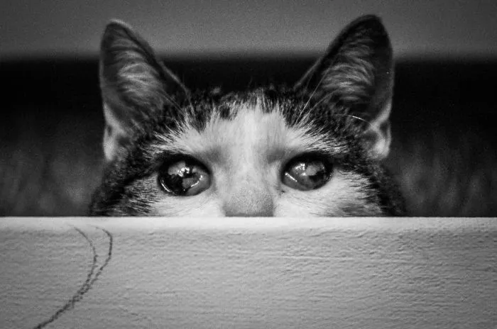 Blind Cat