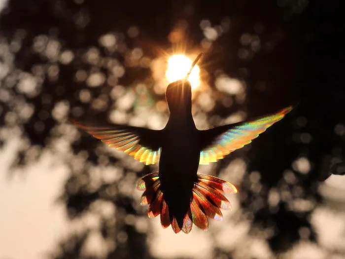Angel Hummer