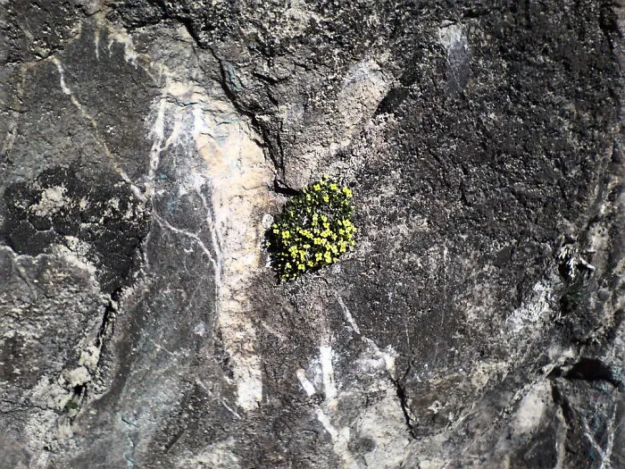 Flower In Stone