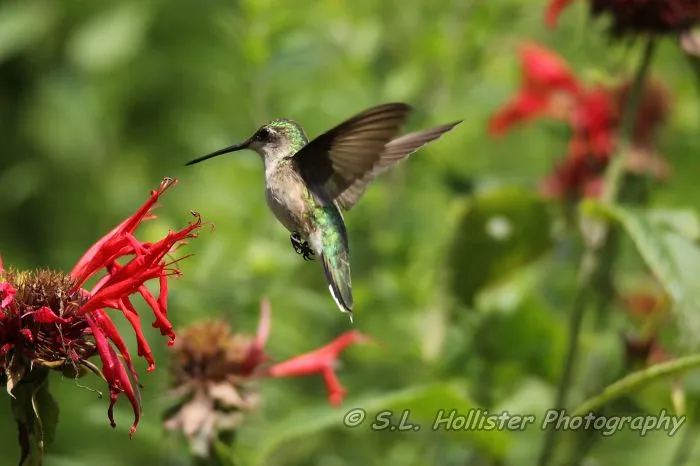 Female Ruby Throated Hummingbird