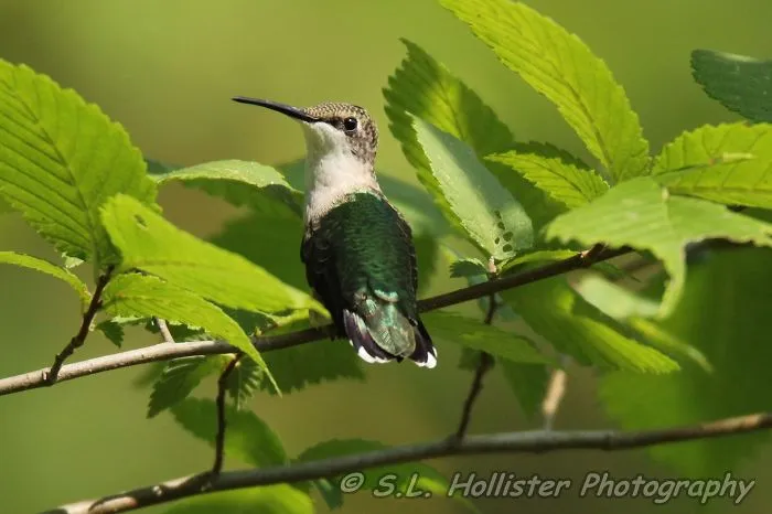 Female Ruby Throated Hummingbird Perched