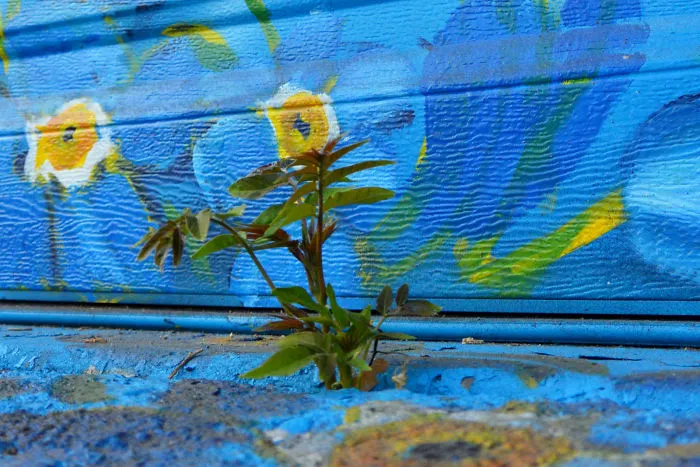 Graffiti - Plant - Win Against Concrete