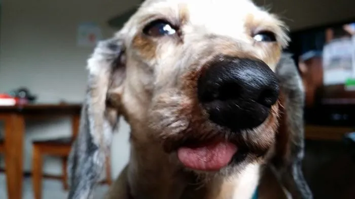 Rescue Bella Had All Her Teeth Pulled :(