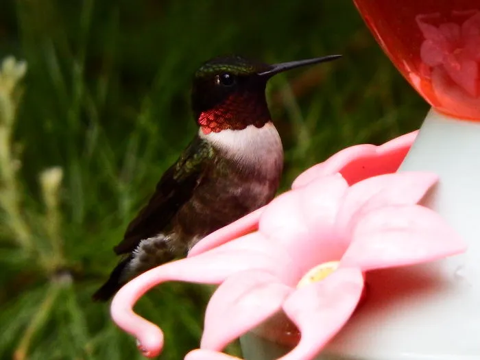 Ruby Throated