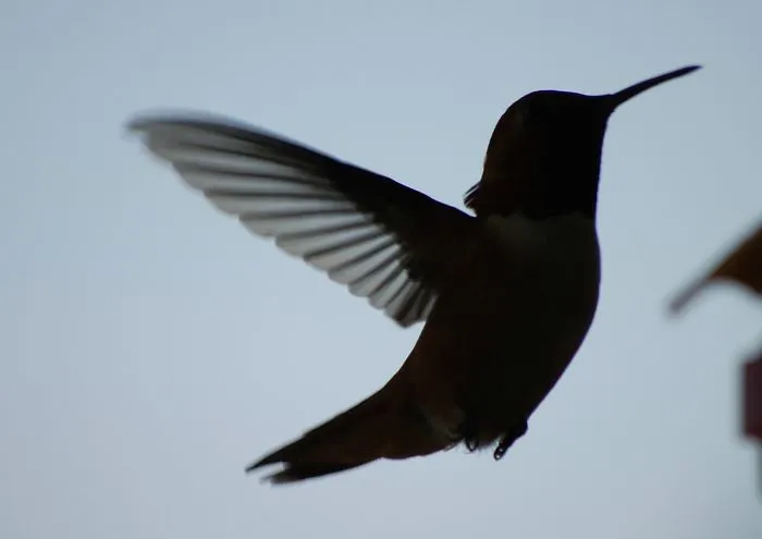From Sooke, Bc, Canada (nadine)