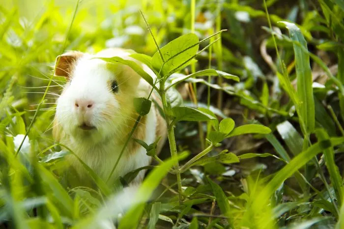 Cute Wilderness