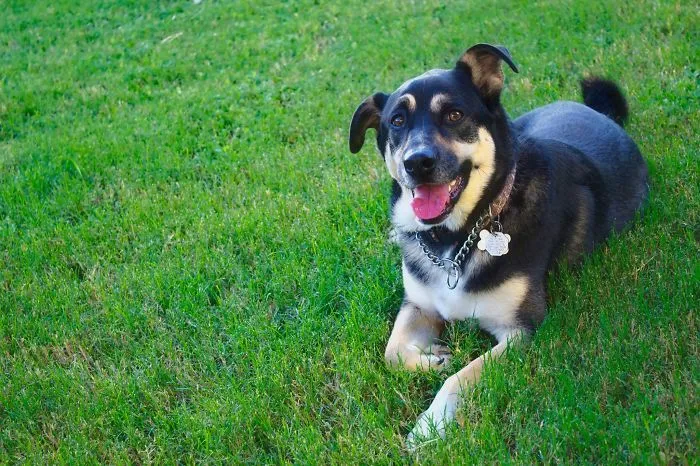 Hudson Tounge