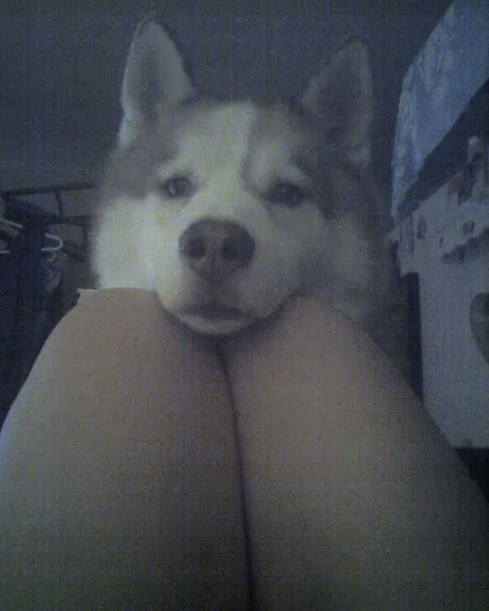 My Pup