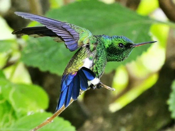 Steely-vented Hummingbird