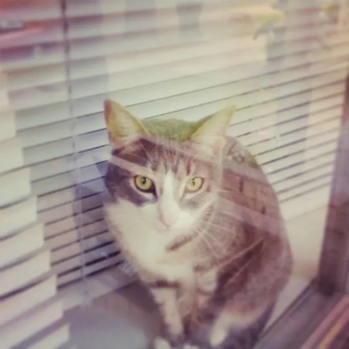 Enjoying The Window