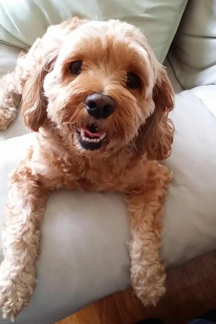 Cockapoo - Cocker Spaniel/poodle