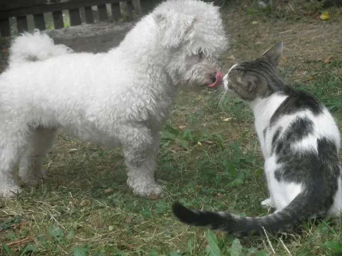 Kiss Me !