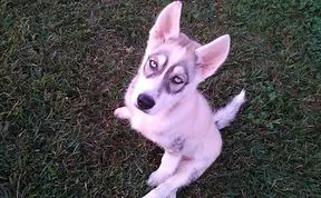 129 Animals With Unusual Fur Markings