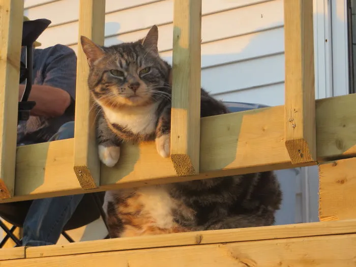 My Cat, The Behemoth That Guards The Bridge.