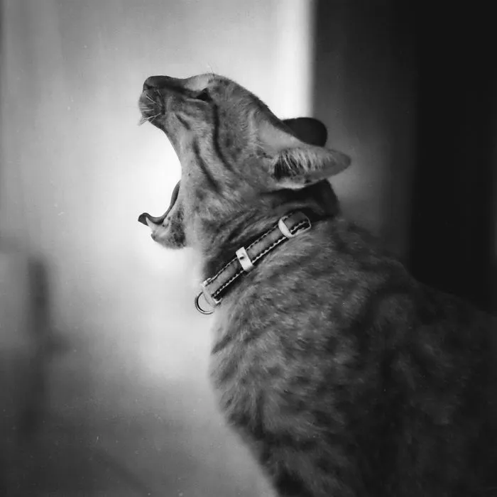 Yawning