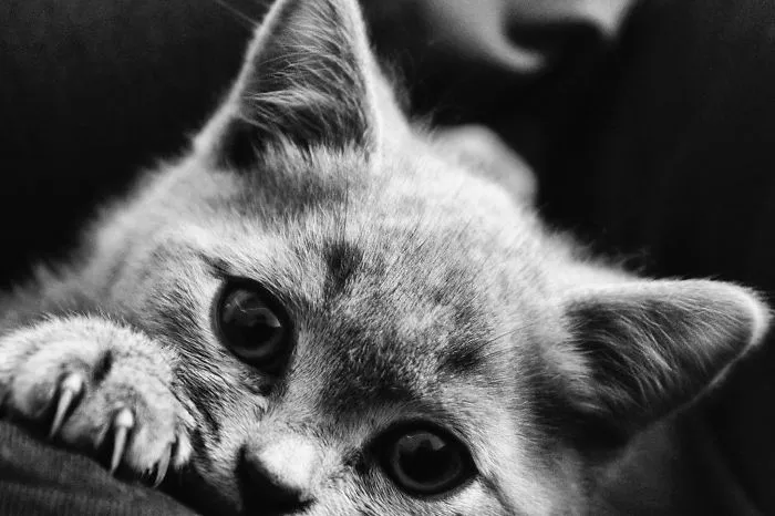 Balou, 3 Months Old