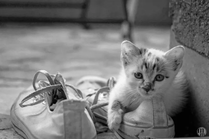 Cats In Chucks