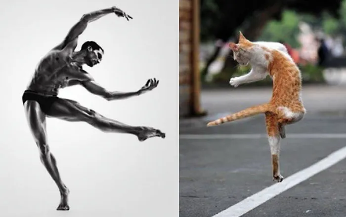 This Man Looks Like This Cat