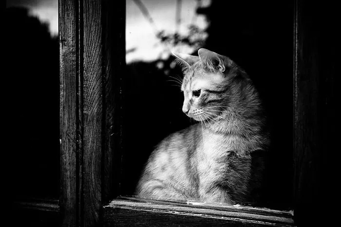 Cat Looking Through The Window