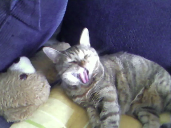 My Cat Saca  Belgrade Serbia