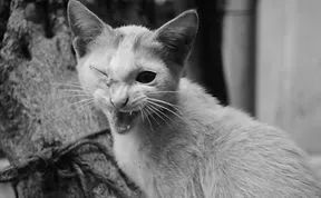 Share Classy Black And White Pictures Of Cats