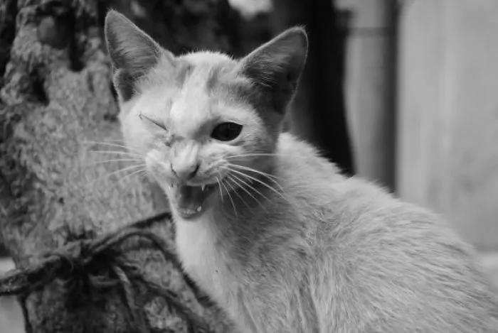 *snarl*