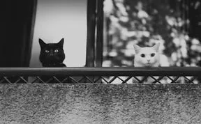 Share Classy Black And White Pictures Of Cats