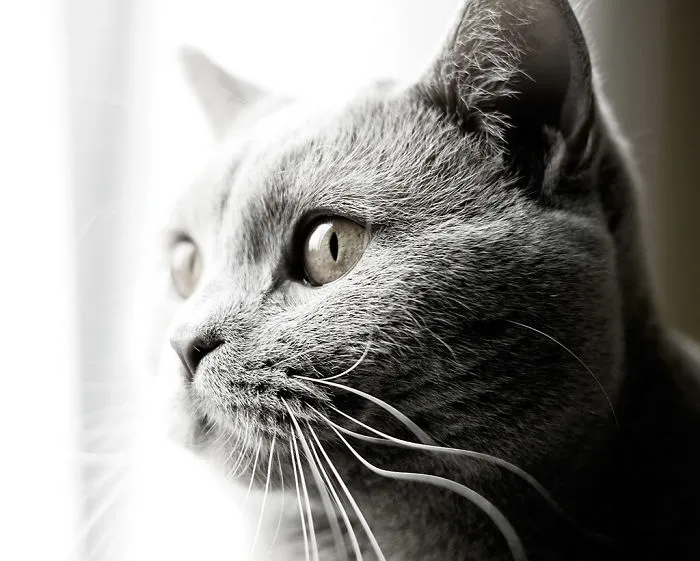 Boris Has Seen Something...