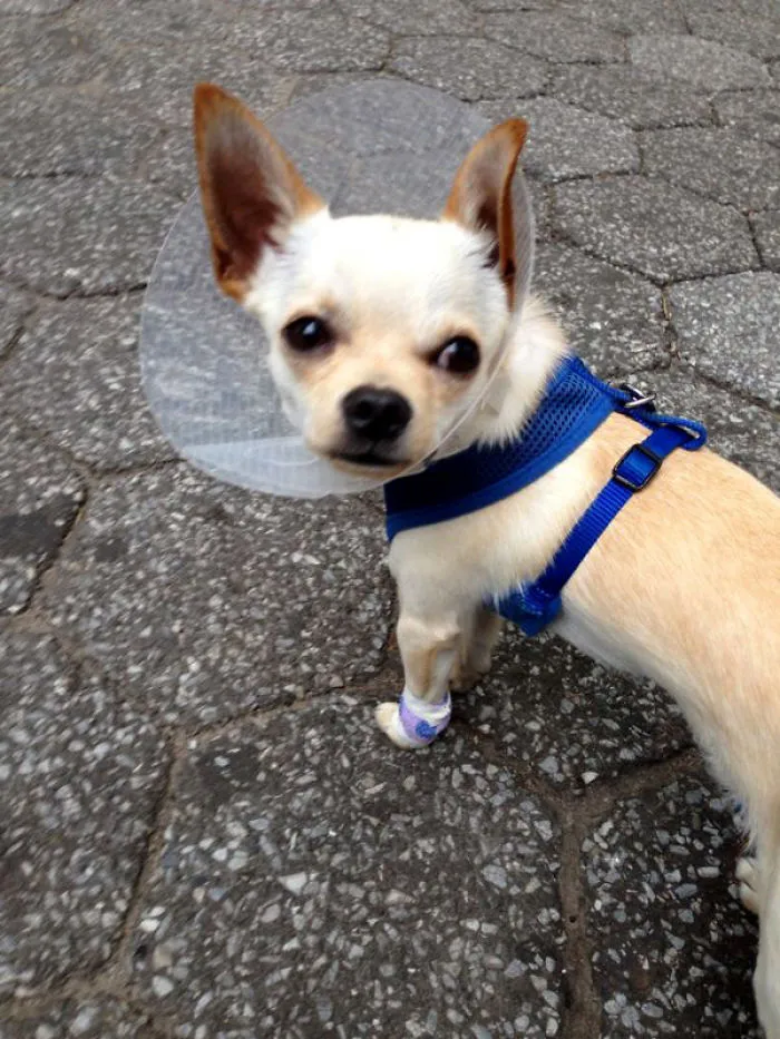Little Fighter