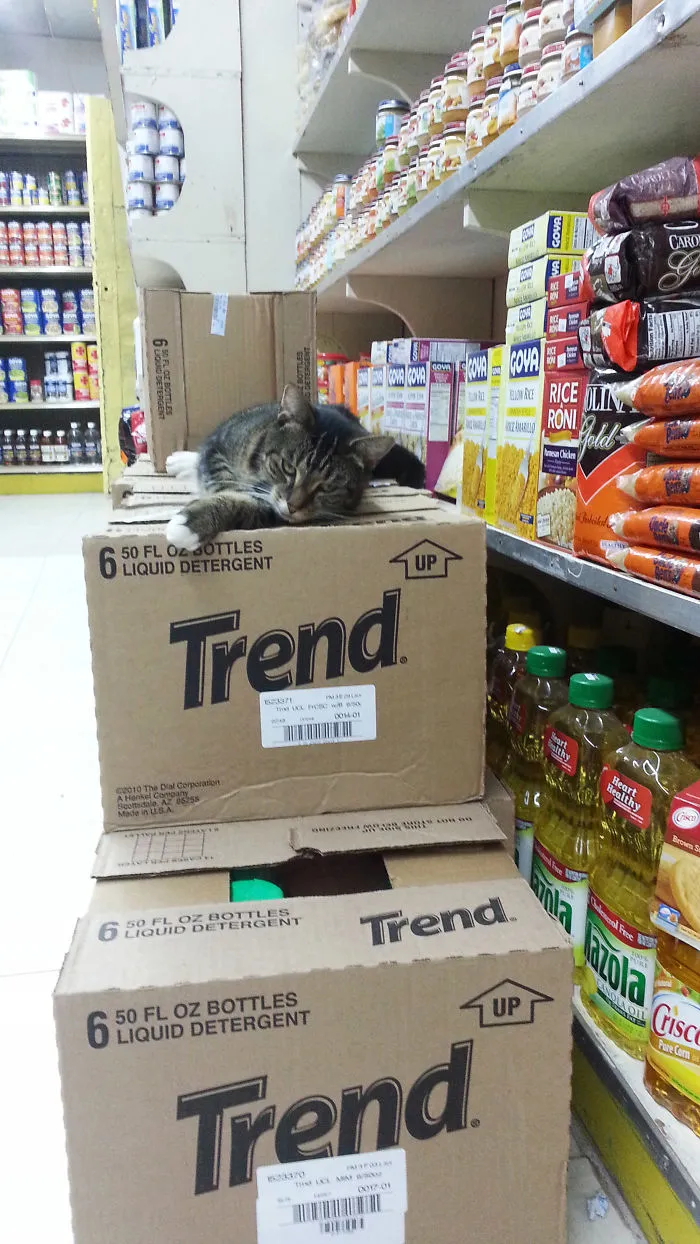 Cat In Trend