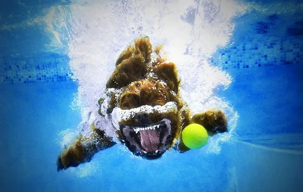 Underwater Dogs by Seth Casteel