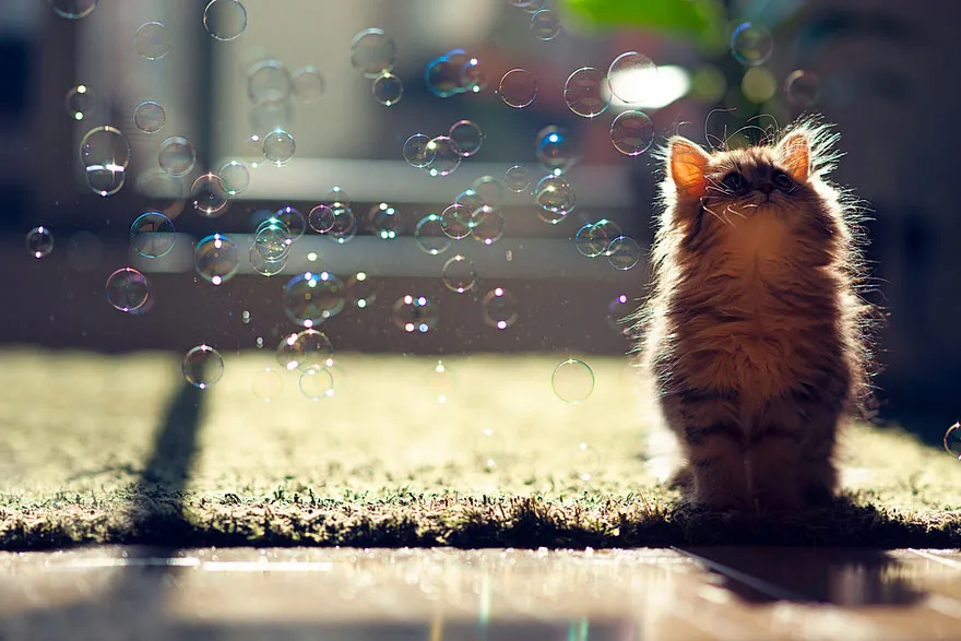Probably the World's Cutest Kitten
