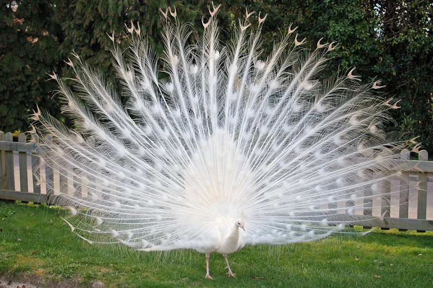 When Nature Runs Out Of Paint: 25 All-White Animals