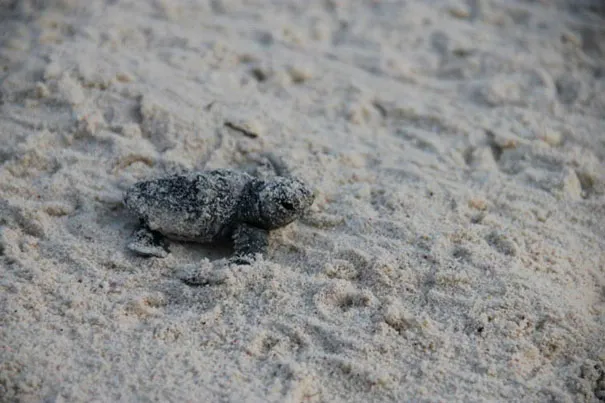 Human Wall Helps Baby Turtles Reach the Sea