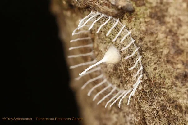 Unidentified Creature Builds Fence Around Eggs, Scientists Clueless