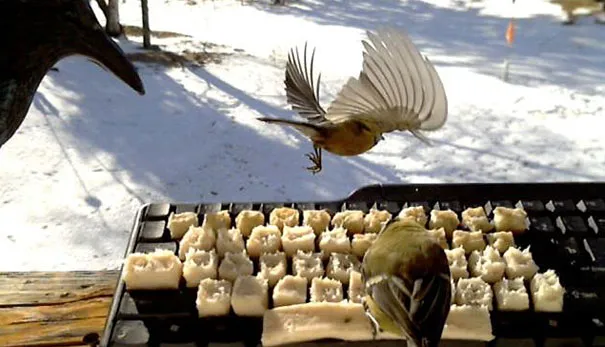 Real Birds Tweet on Twitter