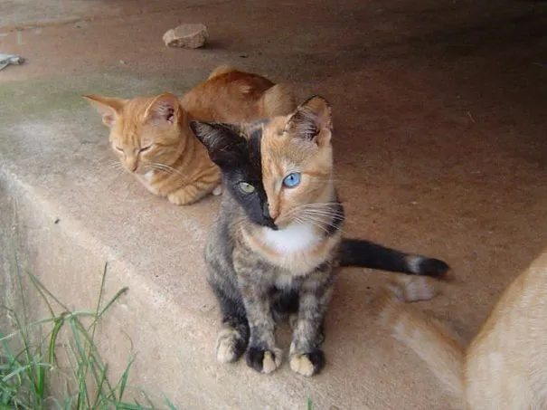 Probably the Coolest Cat Ever