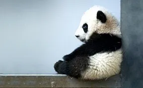 30 Cute Baby Animals That Will Make You Go ‘Aww’